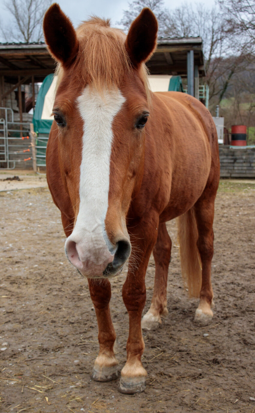 Brown horse on a farm