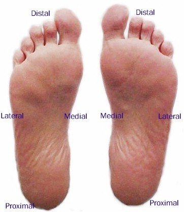 Plantar Aspect Of Foot