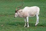 Addax