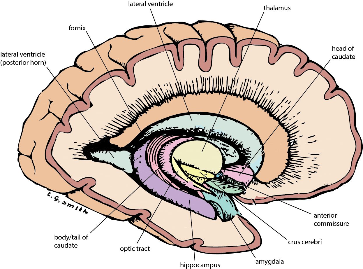 Basal Ganglia Diagram