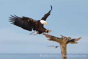 Bald eagle in flight, spreads its wings wide to slow before landing on a wooden perch, Haliaeetus leucocephalus, Haliaeetus leucocephalus washingtoniensis, Kachemak Bay, Homer, Alaska