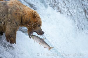 Alaskan brown bear catching a jumping salmon, Brooks Falls, Ursus arctos, Brooks River, Katmai National Park