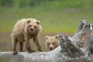 Brown bear cubs.  These cubs are one and a half years old and have yet to leave their mother.  They will be on their own and have to fend for themselves next summer, Ursus arctos, Lake Clark National Park, Alaska