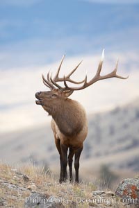 Male elk bugling during the fall rut. Large male elk are known as bulls. Male elk have large antlers which are shed each year. Male elk engage in competitive mating behaviors during the rut, including posturing, antler wrestling and bugling, a loud series of screams which is intended to establish dominance over other males and attract females, Cervus canadensis, Mammoth Hot Springs, Yellowstone National Park, Wyoming