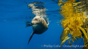 California sea lion on drift kelp paddy, underwater. This adult female California sea lion was hanging out underneath a paddy of drift kelp, well offshore the coastline of San Diego, Zalophus californianus