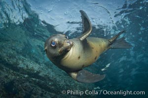 California sea lion underwater, Zalophus californianus, Sea of Cortez