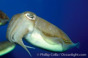 Common cuttlefish, Sepia officinalis