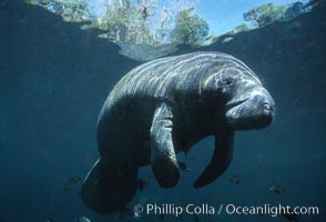 Florida Manatee at Three Sisters Springs, Crystal River, Florida, Trichechus manatus