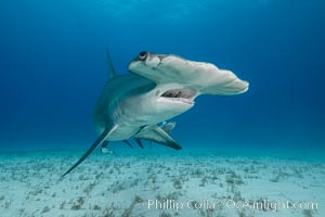 Great hammerhead shark, Sphyrna mokarran