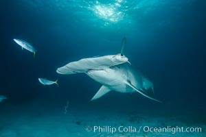 Great hammerhead shark, Sphyrna mokarran