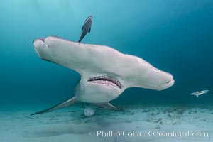 Great hammerhead shark, Sphyrna mokarran