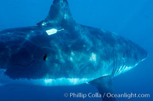 A great white shark bearing a white plastic researcher's identification ID tag near its dorsal fin swims through the clear waters of Isla Guadalupe, far offshore of the Pacific Coast of Baja California.  Guadalupe Island is host to a concentration of large great white sharks, which visit the island to feed on pinnipeds and tuna, Carcharodon carcharias, Guadalupe Island (Isla Guadalupe)