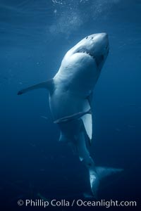 Great white shark, underwater, Carcharodon carcharias, Guadalupe Island (Isla Guadalupe)