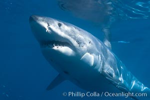 A great white shark swims through the clear waters of Isla Guadalupe, far offshore of the Pacific Coast of Baja California.  Guadalupe Island is host to a concentration of large great white sharks, which visit the island to feed on pinnipeds and tuna, Carcharodon carcharias, Guadalupe Island (Isla Guadalupe)