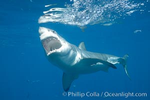 A great white shark opens it mouth just before it attacks its prey with a crippling, powerful bite.  After the prey has been disabled, the shark will often wait for it to weaken from blood loss before resuming the attack.  If the shark looses a tooth in the course of the bite, a replacement just behind it will move forward to take its place, Carcharodon carcharias, Guadalupe Island (Isla Guadalupe)