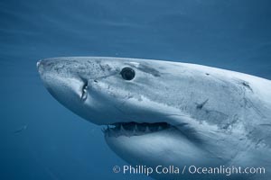 A great white shark swims underwater through the ocean at Guadalupe Island, Carcharodon carcharias, Guadalupe Island (Isla Guadalupe)