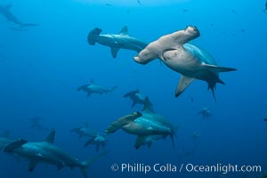 Hammerhead sharks swim in a school underwater at Wolf Island in the Galapagos archipelago.  The hammerheads eyes and other sensor organs are placed far apart on its wide head to give the shark greater ability to sense the location of prey, Sphyrna lewini