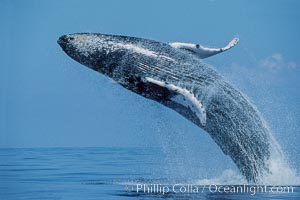 Humpback whale breaching, near Molokai, Hawaii. Megaptera novaeangliae.  It is suspected the breaching often has a communicative purpose which depends on the behavioral context of the moment, Megaptera novaeangliae, Maui