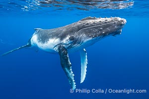 Inquisitive Calf South Pacific Humpback Whale Underwater, Moorea, French Polynesia, Megaptera novaeangliae