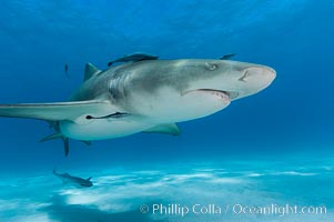 Lemon shark with live sharksuckers, Echeneis naucrates, Negaprion brevirostris