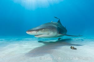 Lemon shark, Negaprion brevirostris