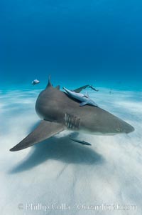 Lemon shark with live sharksuckers, Echeneis naucrates, Negaprion brevirostris