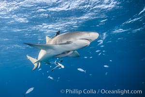 Lemon shark, Negaprion brevirostris