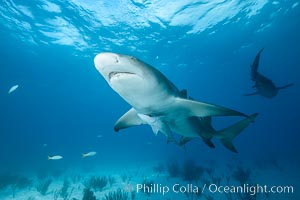 Lemon shark, Negaprion brevirostris