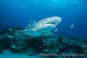 Lemon shark, Negaprion brevirostris