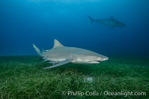 Lemon shark, Negaprion brevirostris