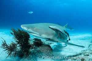 Lemon shark, Negaprion brevirostris