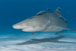 Lemon shark with live sharksuckers, Echeneis naucrates, Negaprion brevirostris