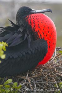 Magnificent frigatebird, adult male on nest, with throat pouch inflated, a courtship display to attract females, Fregata magnificens, North Seymour Island