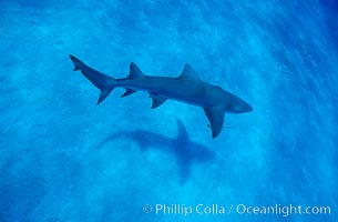 Lemon shark, Negaprion brevirostris