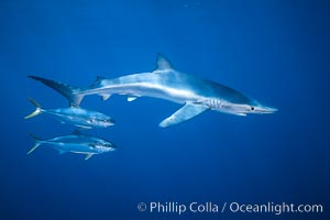 Blue shark and yellowtail in the open ocean, Prionace glauca, Seriola lalandi, San Diego, California