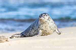 Pacific Harbor Seal Pup in La Jolla About Three Weeks Old, hauled out on a white sand beach along the coast of San Diego. This young seal will be weaned off its mothers milk and care when it is about four to six weeks old, and before that time it must learn how to forage for food on its own, a very difficult time for a young seal, Phoca vitulina richardsi