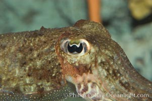 Common cuttlefish, Sepia officinalis