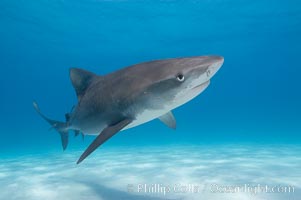 Tiger shark, Galeocerdo cuvier