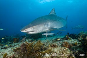 Tiger shark swimming over coral reef, Galeocerdo cuvier