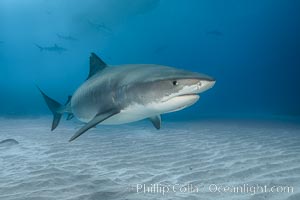 Tiger shark, Galeocerdo cuvier