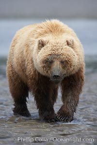 Coastal brown bear on sand flats at low tide, Ursus arctos, Lake Clark National Park, Alaska