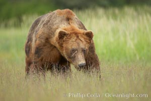 Full grown, mature male coastal brown bear boar (grizzly bear) in sedge grass meadows, Ursus arctos, Lake Clark National Park, Alaska