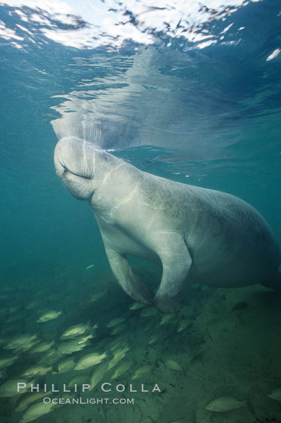 A Florida manatee surfaces to breathe, at Three Sisters Springs, Crystal River, Florida. USA, Trichechus manatus, natural history stock photograph, photo id 36332