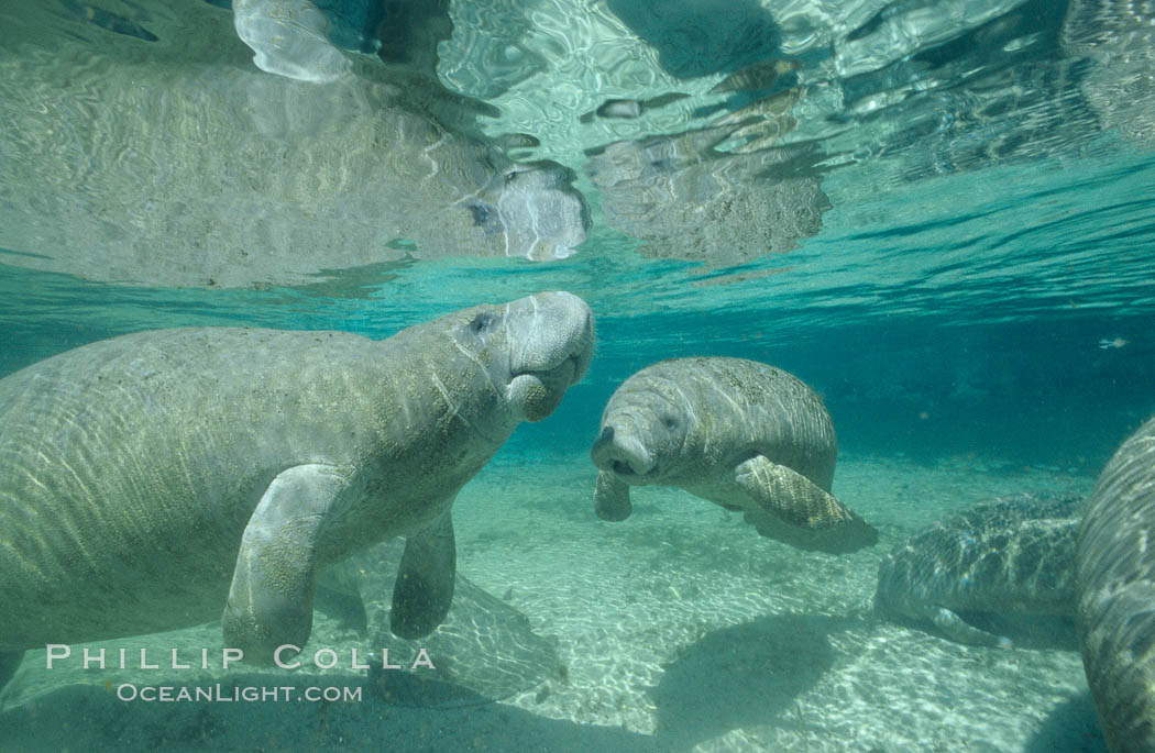 West Indian manatees at Three Sisters Springs, Florida. Crystal River, USA, Trichechus manatus, natural history stock photograph, photo id 02624