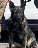 K9 Riddick