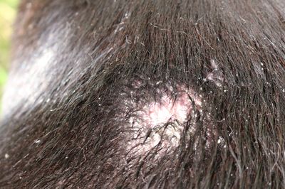 Flaky, Raw Dog Skin with Sores Hair Loss Since Neutering