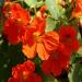 Nasturtium Double Gleam Orange Vines