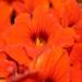 Tropaeolum Majus Double Gleam Orange