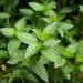 Peppermint Plant