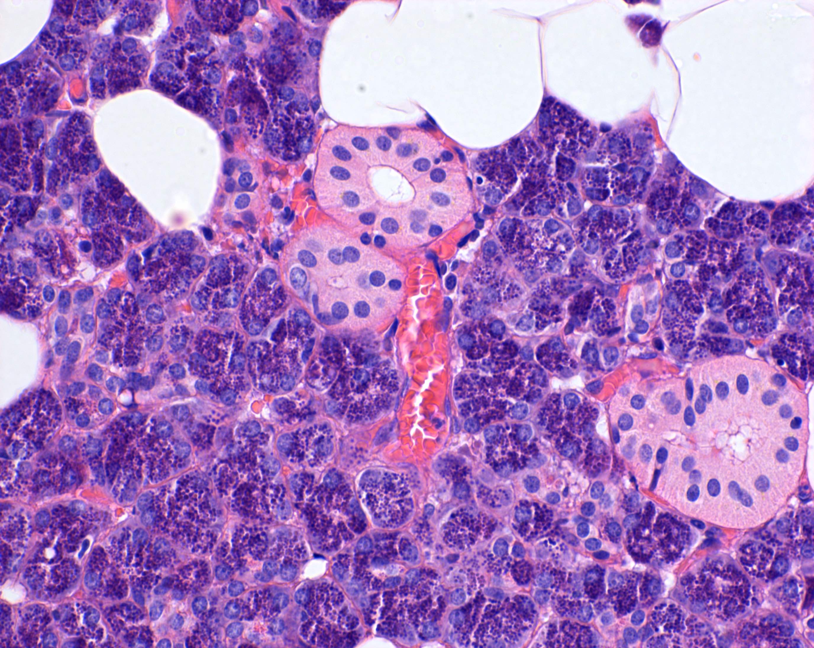 Parotid Histology